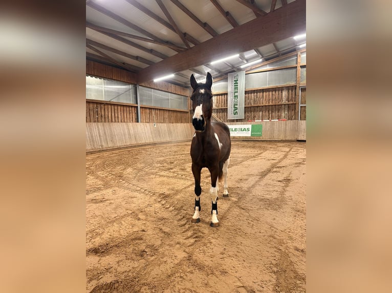 Duits sportpaard Ruin 3 Jaar 164 cm Gevlekt-paard in Leipzig