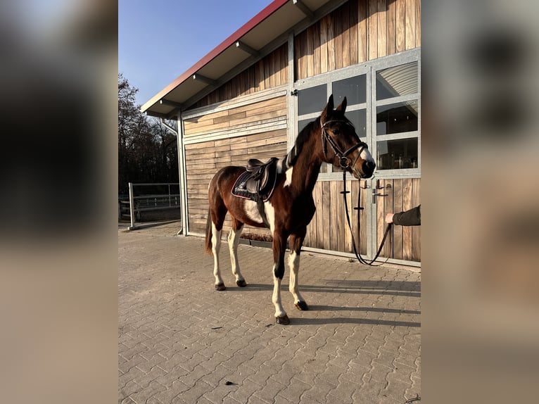 Duits sportpaard Ruin 3 Jaar 164 cm Gevlekt-paard in Leipzig