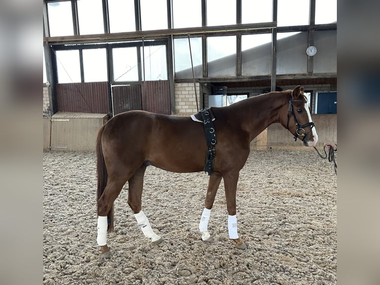 Duits sportpaard Ruin 3 Jaar 164 cm Vos in Heinersreuth