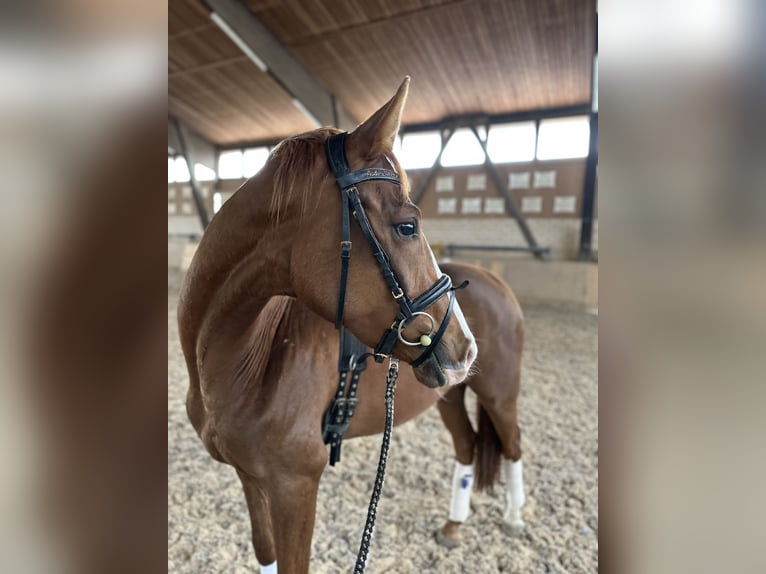 Duits sportpaard Ruin 3 Jaar 164 cm Vos in Heinersreuth