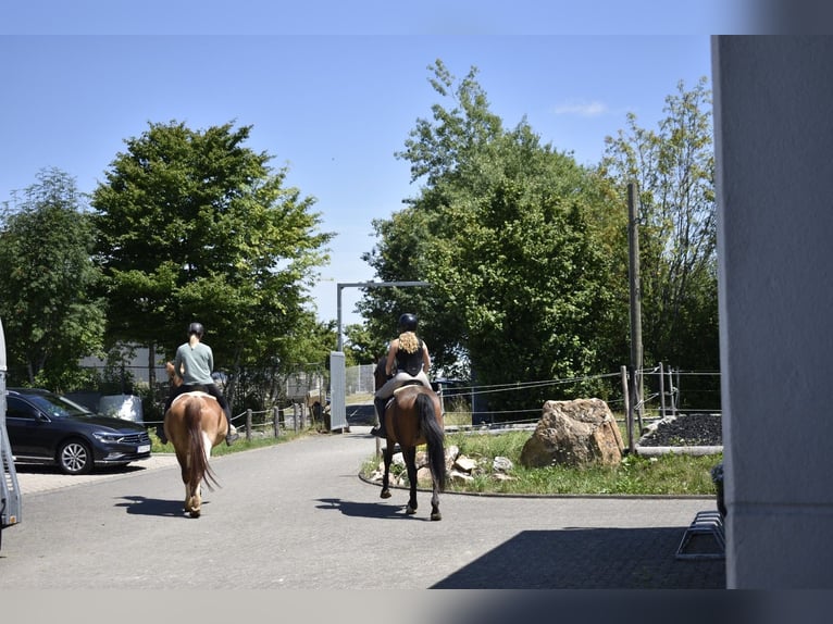 Duits sportpaard Ruin 3 Jaar 165 cm Bruin in Osburg