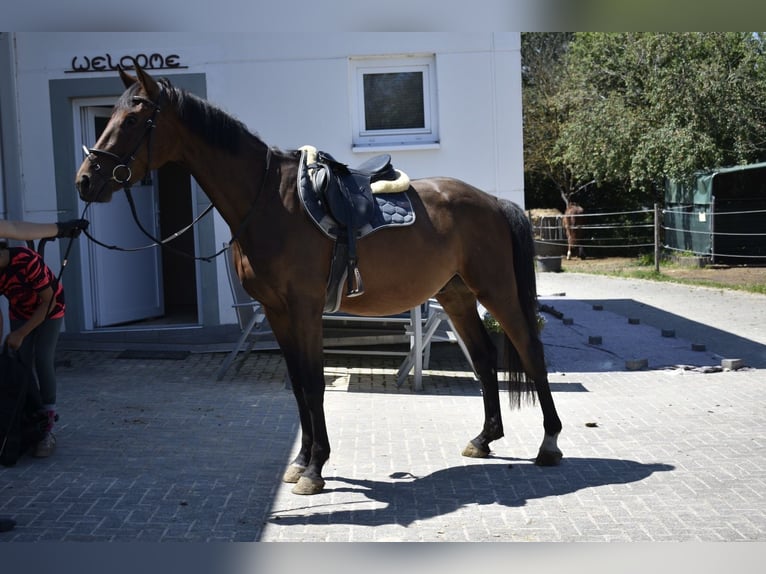 Duits sportpaard Ruin 3 Jaar 165 cm Bruin in Osburg