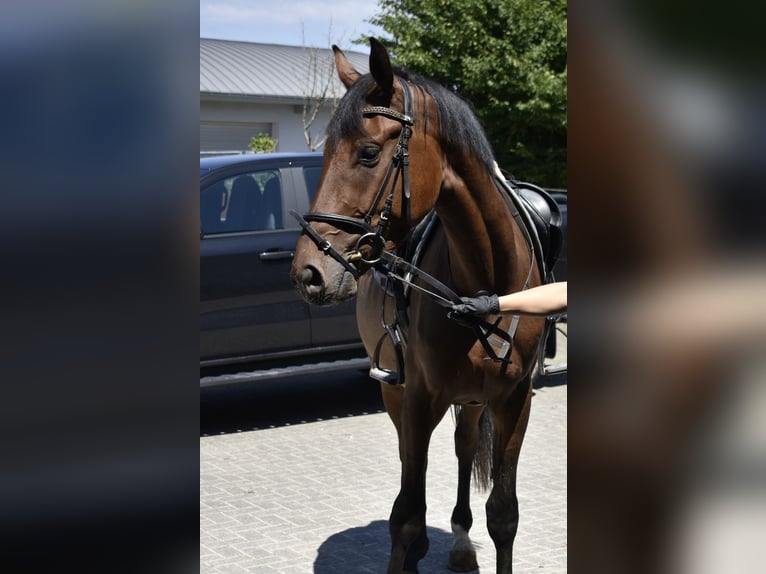 Duits sportpaard Ruin 3 Jaar 165 cm Bruin in Osburg