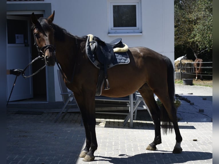 Duits sportpaard Ruin 3 Jaar 165 cm Bruin in Osburg