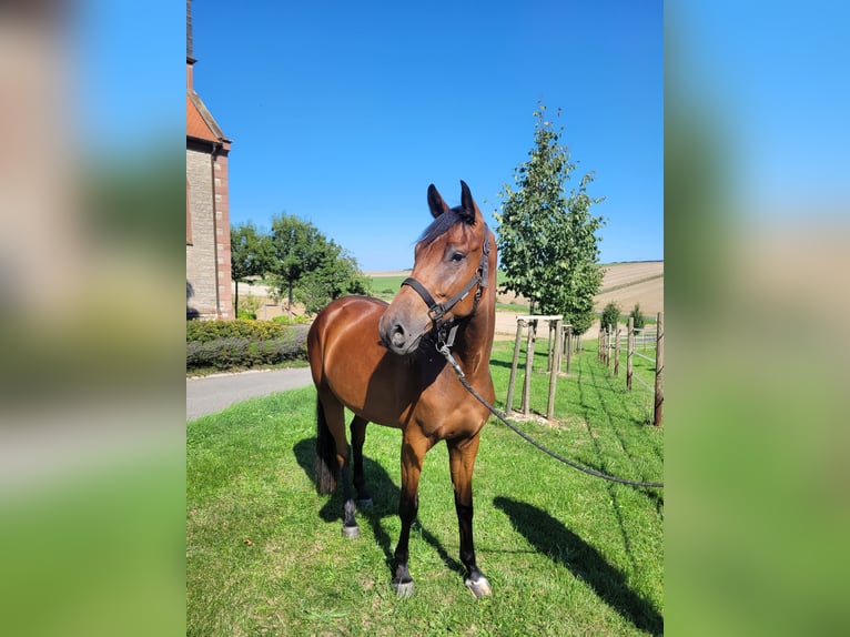Duits sportpaard Ruin 3 Jaar 165 cm Bruin in Lauda-K&#xF6;nigshofen