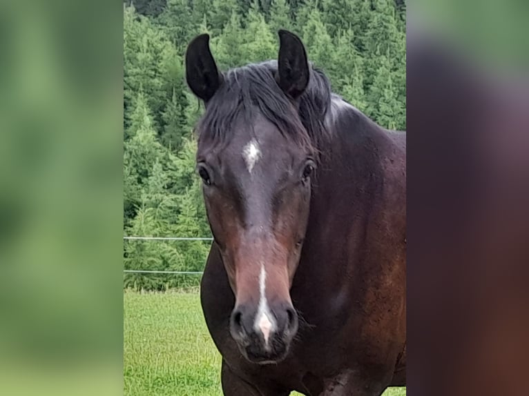 Duits sportpaard Ruin 3 Jaar 165 cm Donkerbruin in Hitzendorf