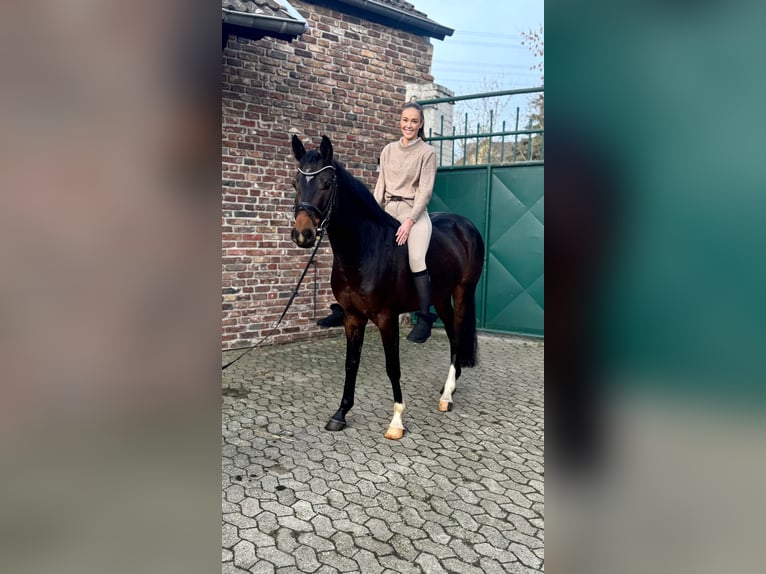 Duits sportpaard Ruin 3 Jaar 165 cm Donkerbruin in Dormagen