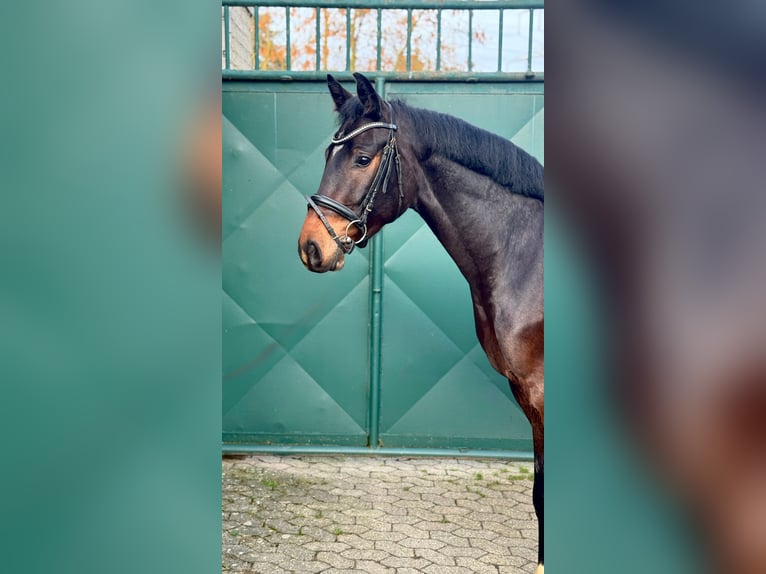 Duits sportpaard Ruin 3 Jaar 165 cm Donkerbruin in Dormagen