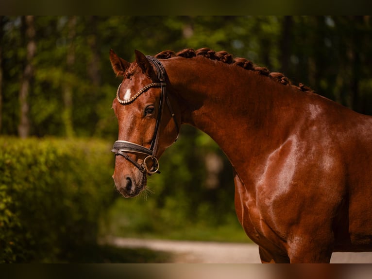 Duits sportpaard Ruin 3 Jaar 165 cm Donkere-vos in Wehringen