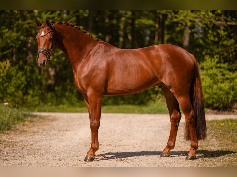 Duits sportpaard Ruin 3 Jaar 165 cm Donkere-vos in Wehringen