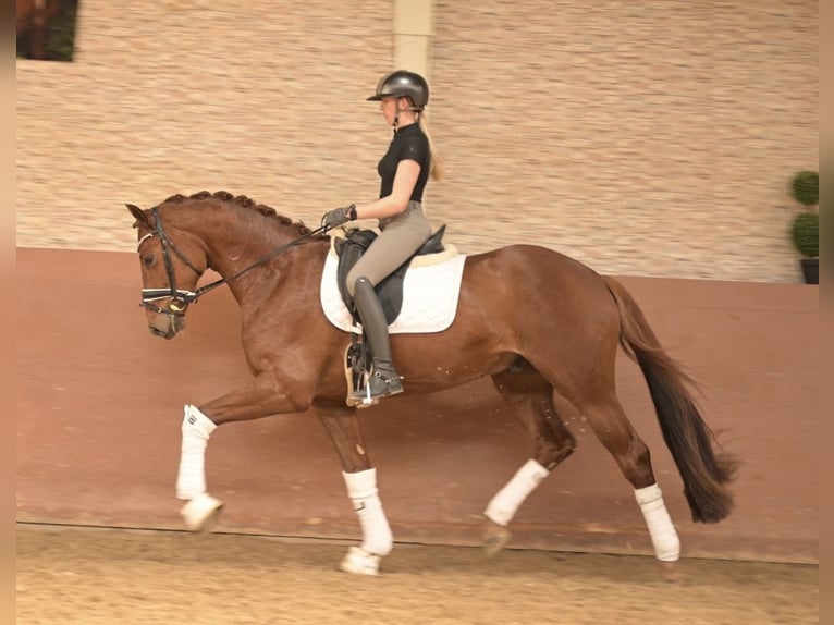 Duits sportpaard Ruin 3 Jaar 165 cm Donkere-vos in Wehringen