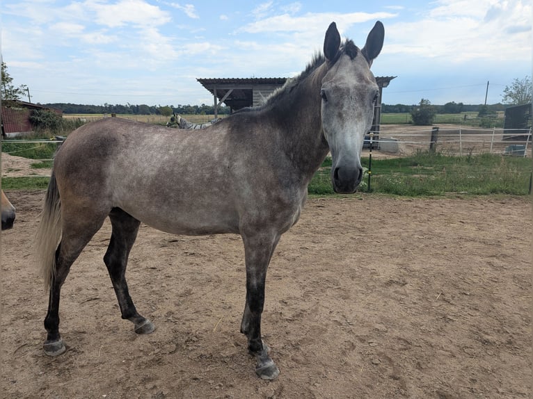 Duits sportpaard Ruin 3 Jaar 165 cm Schimmel in Einhausen