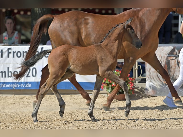 Duits sportpaard Ruin 3 Jaar 165 cm Schimmel in Einhausen