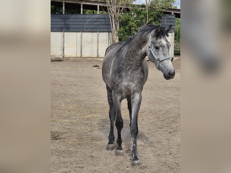 Duits sportpaard Ruin 3 Jaar 165 cm Schimmel in Einhausen