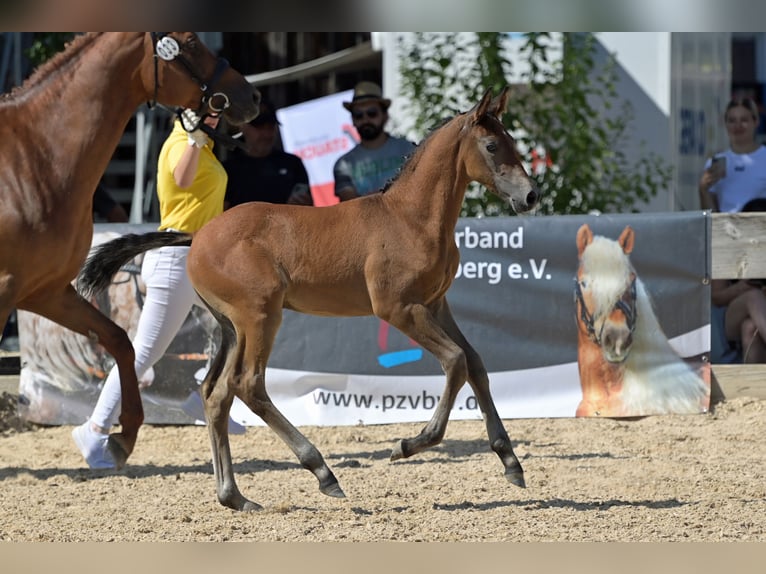 Duits sportpaard Ruin 3 Jaar 165 cm Schimmel in Einhausen