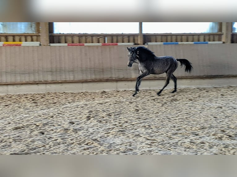 Duits sportpaard Ruin 3 Jaar 165 cm Schimmel in Einhausen