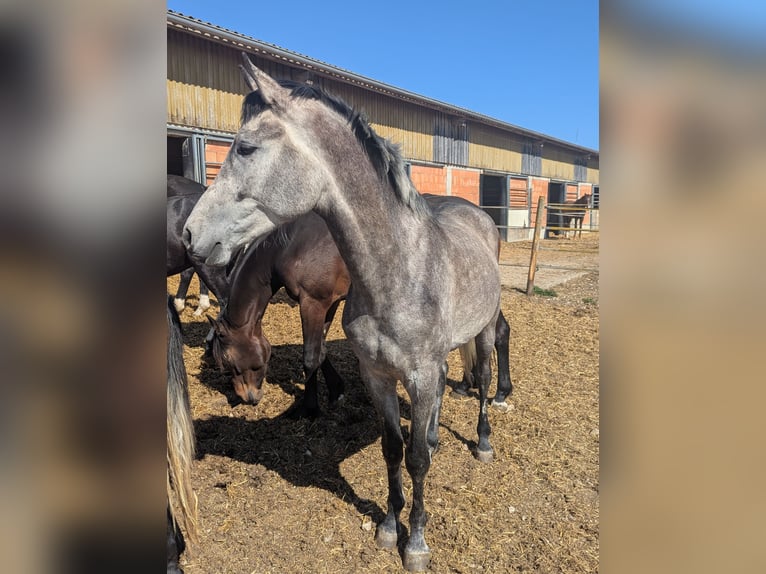 Duits sportpaard Ruin 3 Jaar 165 cm Schimmel in Einhausen
