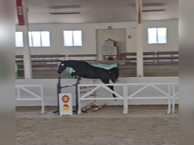 Duits sportpaard Ruin 3 Jaar 165 cm Zwartbruin in Arendsee