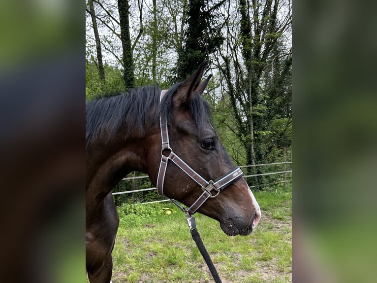 Duits sportpaard Ruin 3 Jaar 166 cm Donkerbruin in Lahr/Schwarzwald