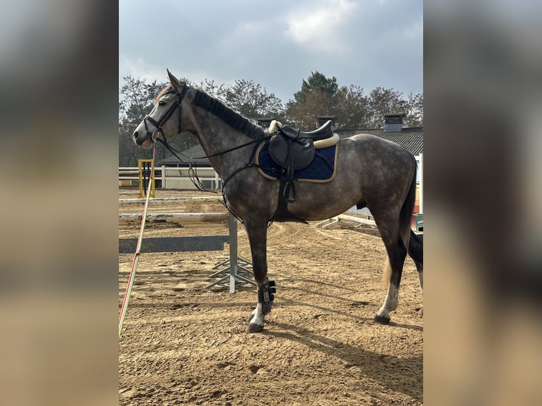 Duits sportpaard Ruin 3 Jaar 166 cm Schimmel in Teupitz