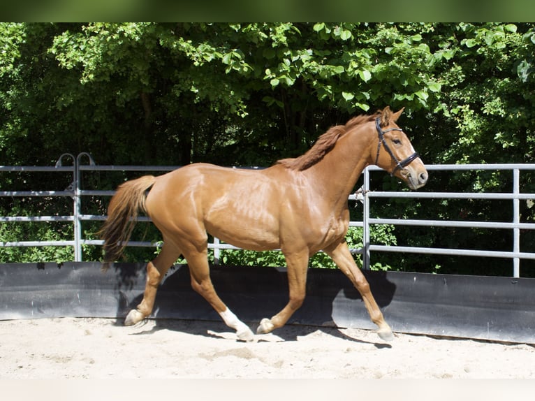 Duits sportpaard Ruin 3 Jaar 166 cm Vos in Bosau