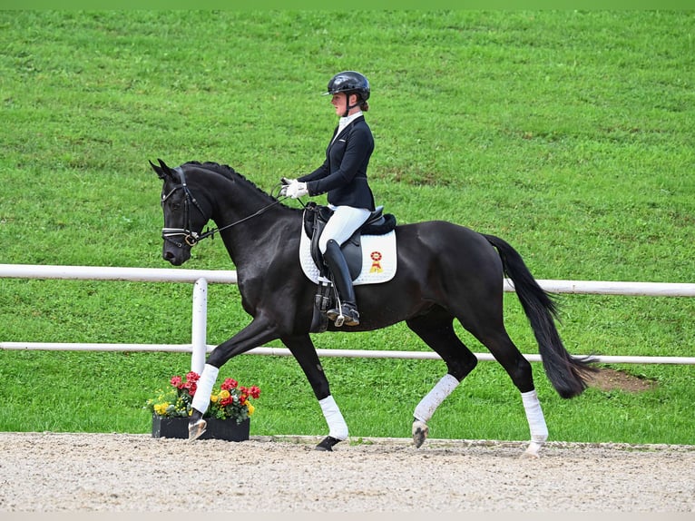 Duits sportpaard Ruin 3 Jaar 166 cm Zwart in Gomadingen