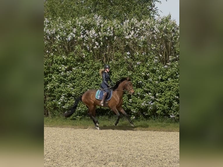 Duits sportpaard Ruin 3 Jaar 167 cm Bruin in Achstetten