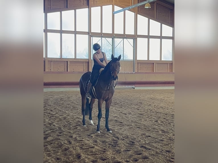 Duits sportpaard Ruin 3 Jaar 167 cm Bruin in Achstetten