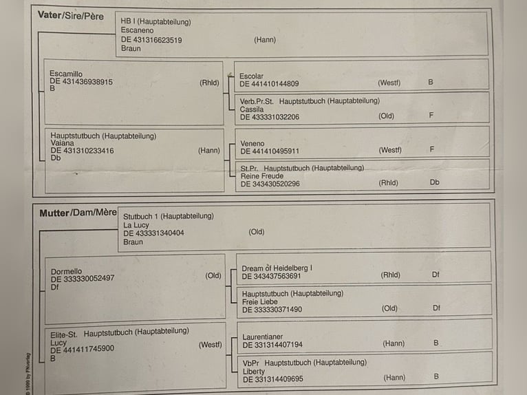 Duits sportpaard Ruin 3 Jaar 167 cm Bruin in Achstetten
