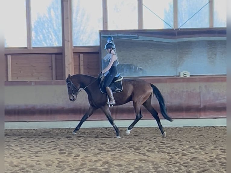 Duits sportpaard Ruin 3 Jaar 167 cm Bruin in Achstetten