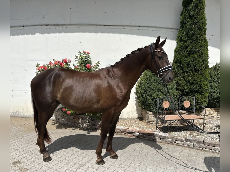 Duits sportpaard Ruin 3 Jaar 167 cm Donkere-vos in Moosinnin