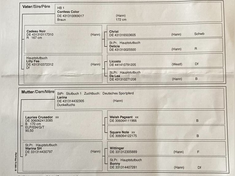 Duits sportpaard Ruin 3 Jaar 167 cm Vos in Michaelisbruch