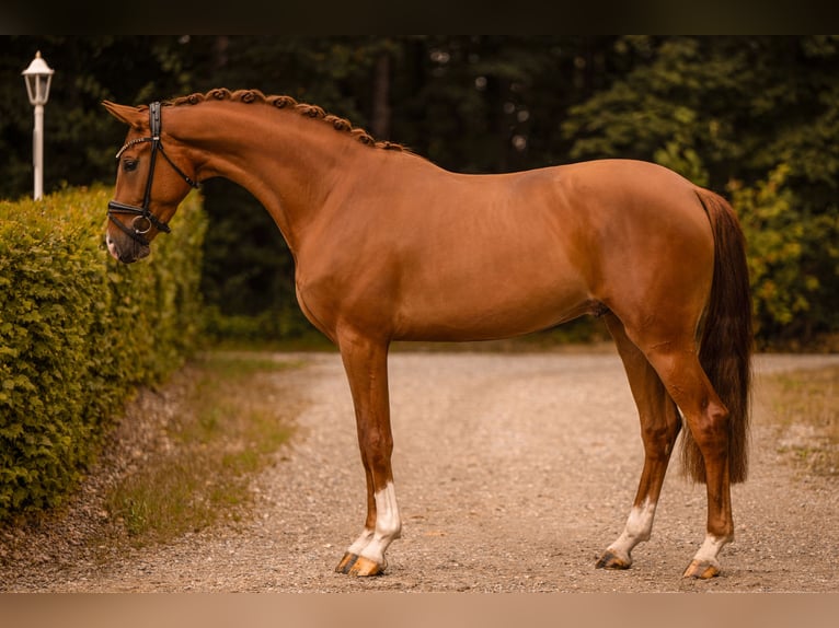 Duits sportpaard Ruin 3 Jaar 167 cm Vos in Wehringen