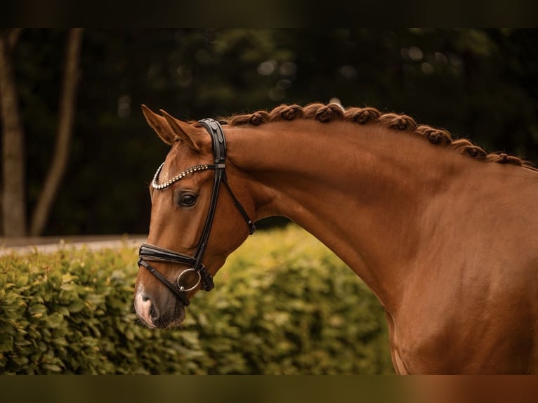 Duits sportpaard Ruin 3 Jaar 167 cm Vos in Wehringen