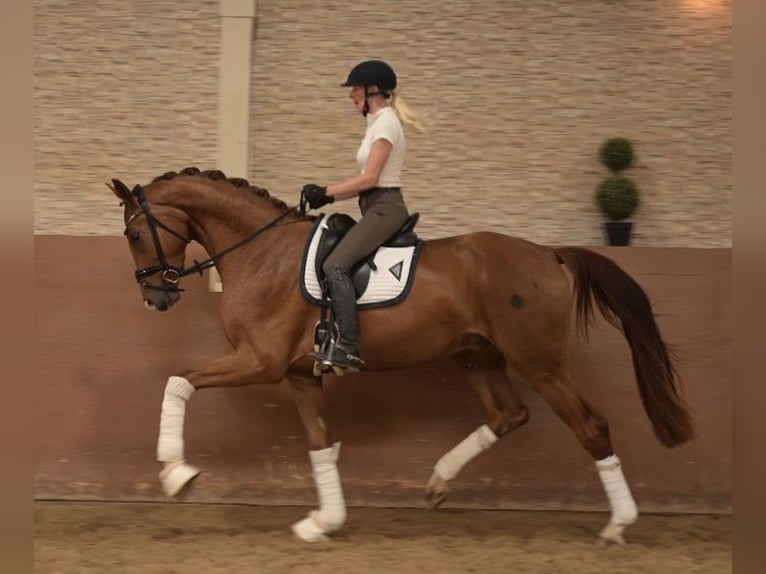 Duits sportpaard Ruin 3 Jaar 167 cm Vos in Wehringen