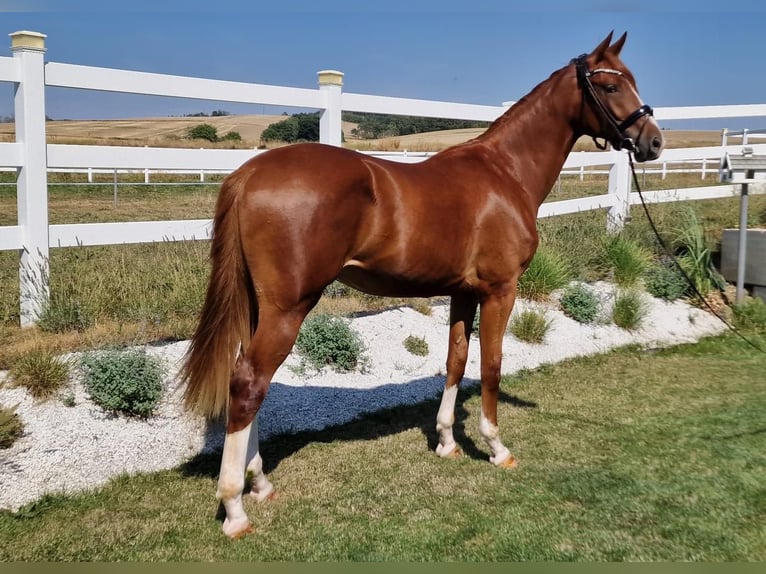 Duits sportpaard Ruin 3 Jaar 168 cm Vos in Ritzing