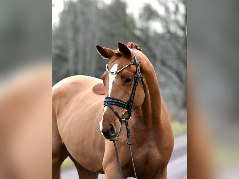 Duits sportpaard Ruin 3 Jaar 168 cm Vos in Kamern