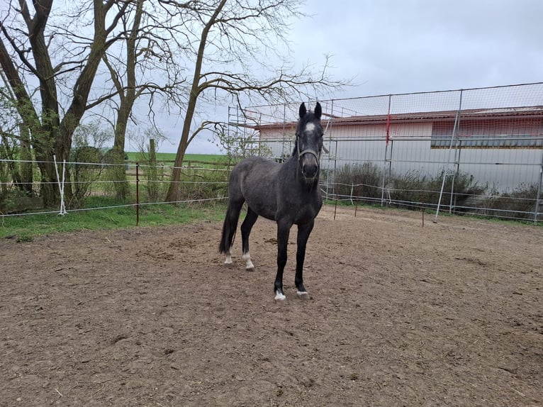 Duits sportpaard Ruin 3 Jaar 169 cm Appelschimmel in Steinhöfel