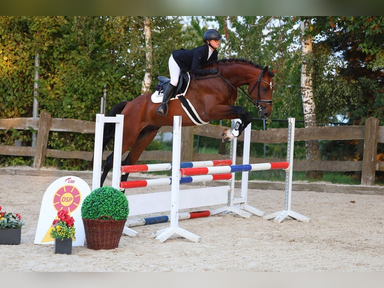 Duits sportpaard Ruin 3 Jaar 169 cm Bruin in Priestewitz