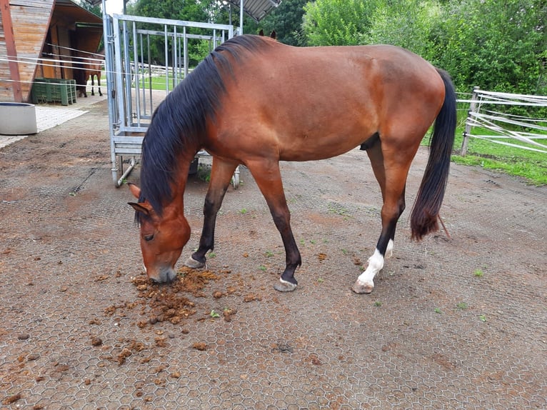 Duits sportpaard Ruin 3 Jaar 169 cm Bruin in M&#xFC;nchen