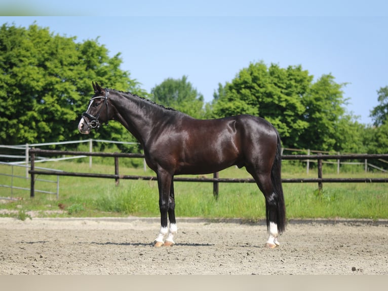 Duits sportpaard Ruin 3 Jaar 169 cm Zwart in Oldenhütten