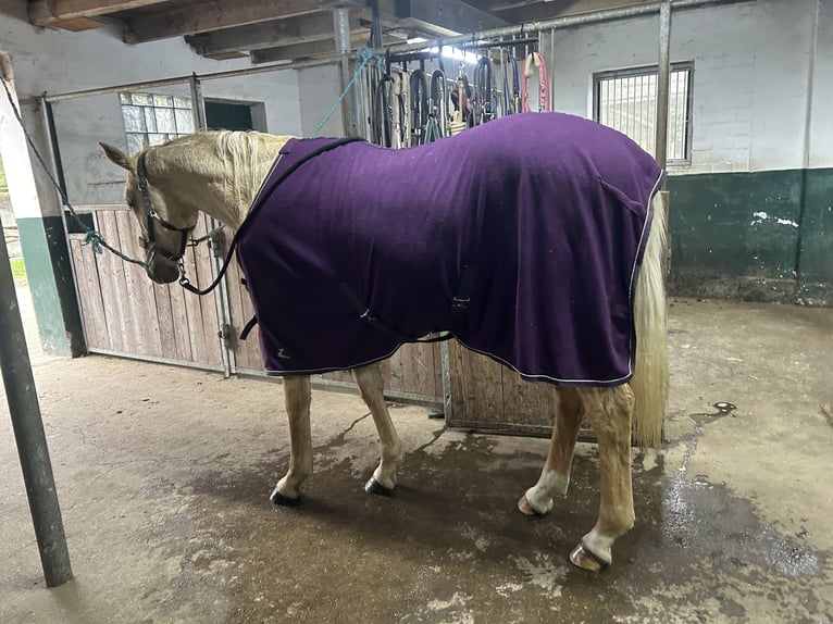 Duits sportpaard Ruin 3 Jaar 170 cm Palomino in Bosau