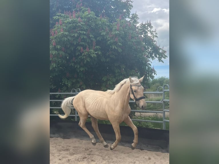 Duits sportpaard Ruin 3 Jaar 170 cm Palomino in Bosau