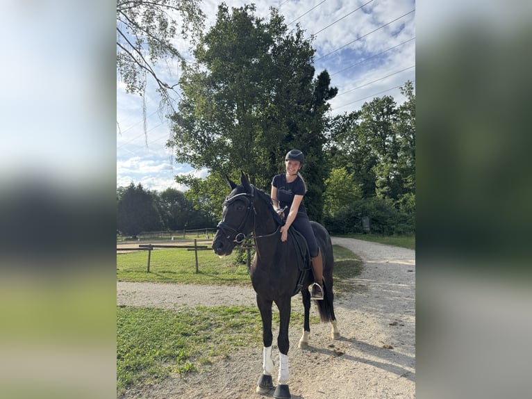 Duits sportpaard Ruin 3 Jaar 170 cm Zwart in T&#xFC;bingen