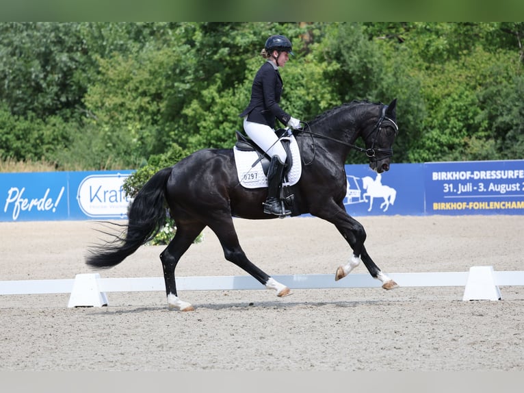 Duits sportpaard Ruin 3 Jaar 170 cm Zwart in T&#xFC;bingen