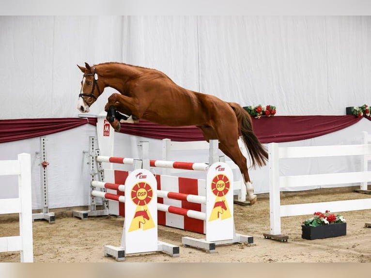 Duits sportpaard Ruin 3 Jaar 171 cm Vos in Lauda-K&#xF6;nigshofen