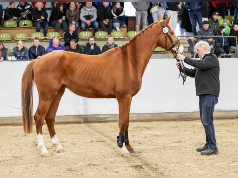 Duits sportpaard Ruin 3 Jaar 171 cm Vos in Lauda-K&#xF6;nigshofen