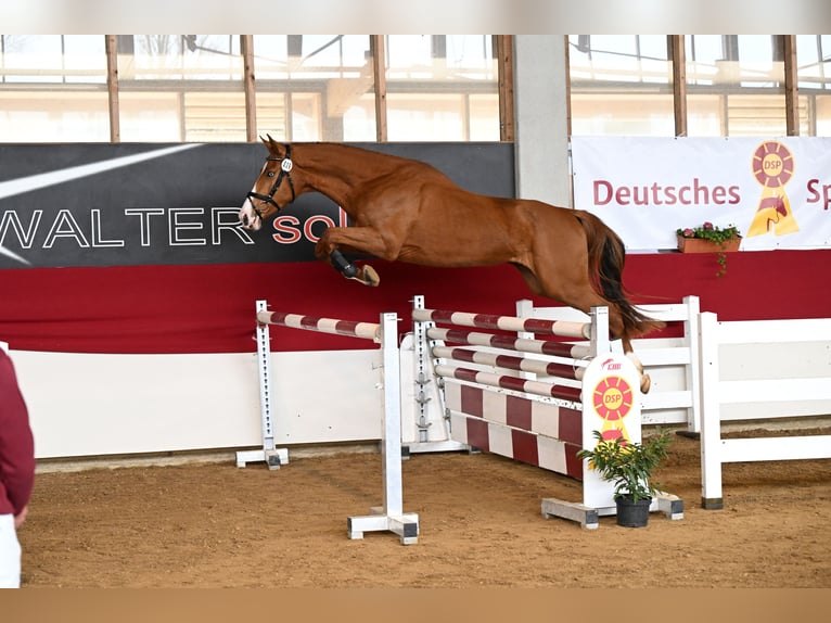 Duits sportpaard Ruin 3 Jaar 171 cm Vos in Lauda-K&#xF6;nigshofen