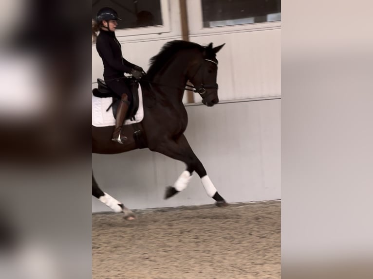 Duits sportpaard Ruin 3 Jaar 172 cm Bruin in Gifhorn