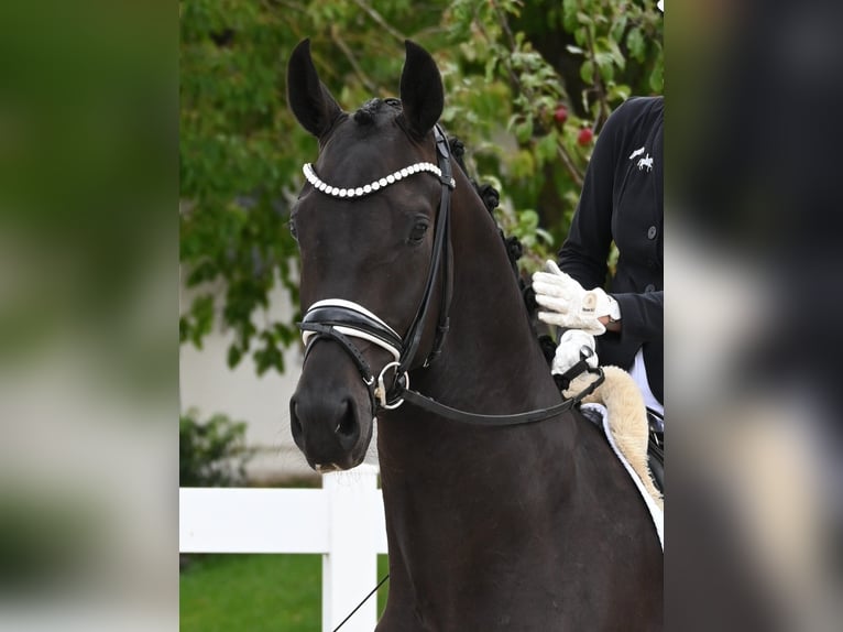 Duits sportpaard Ruin 3 Jaar 173 cm Zwartbruin in Gomadingen